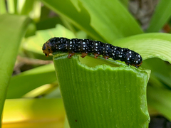 Xanthopastis moctezuma