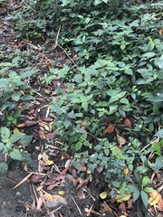 Hypoestes phyllostachya