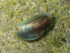 Arcuatula senhousia