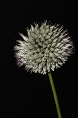 Allium sphaerocephalon arvense