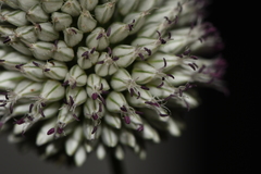 Allium sphaerocephalon arvense