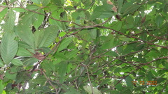 Duroia hirsuta