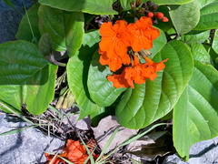 Cordia sebestena