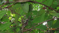 Duroia hirsuta