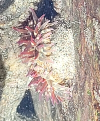 Bunodosoma californica