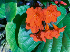 Cordia sebestena