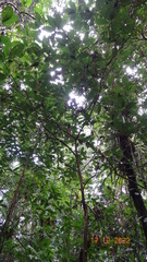 Duroia hirsuta