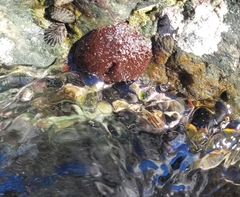 Bunodosoma californica