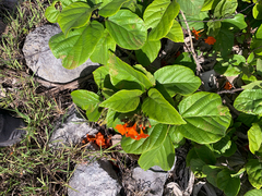 Cordia sebestena