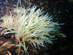 Halichondria bowerbanki