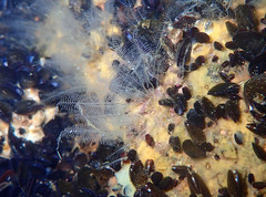 Halopteris liechtensternii