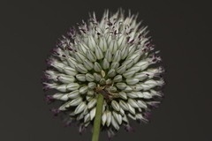 Allium sphaerocephalon arvense