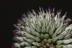 Allium sphaerocephalon arvense