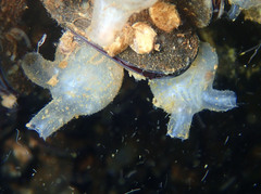 Molgula manhattensis