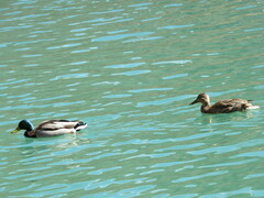 Anas platyrhynchos