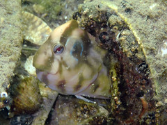 Salaria pavo