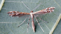 Buckleria paludum