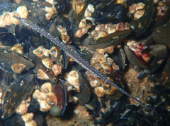 Syngnathus abaster