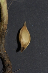 Allium sphaerocephalon arvense