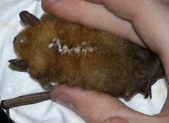 Harlequin Bat photo 4