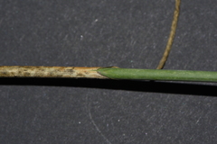 Allium sphaerocephalon arvense