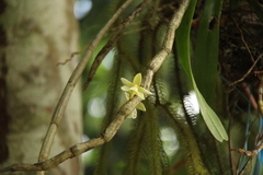 Dendrobium derryi