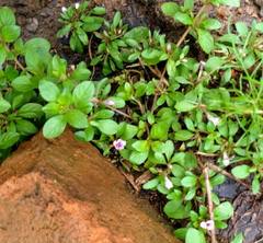 Dyschoriste microphylla