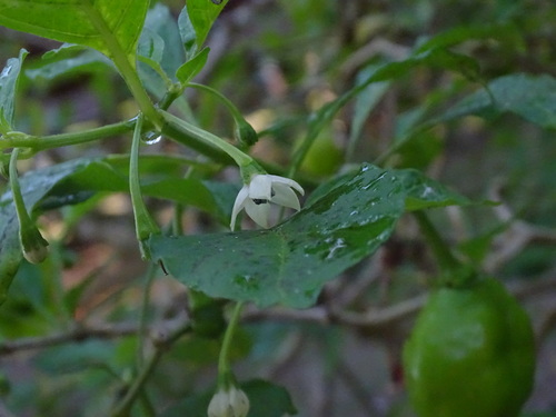 Capsicum chinense