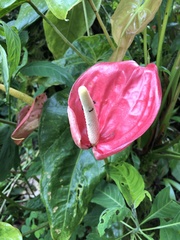 Anthurium andraeanum