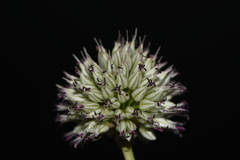 Allium sphaerocephalon arvense