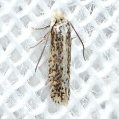 Nepticuloidea