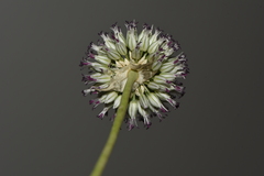 Allium sphaerocephalon arvense