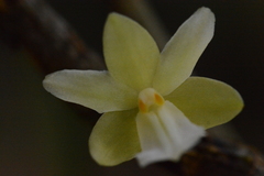 Dendrobium derryi