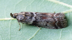 Laodamia faecella