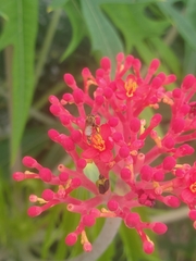 Tetragona