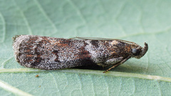Laodamia faecella