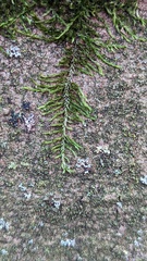 Cryphaea heteromalla