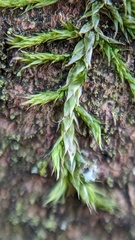 Cryphaea heteromalla