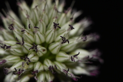 Allium sphaerocephalon arvense