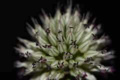 Allium sphaerocephalon arvense