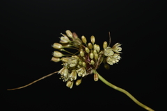 Allium longispathum
