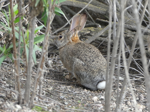 iNaturalist observation photo of Desert Cottontail