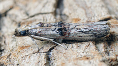 Nephopterix angustella