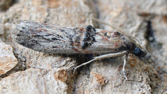 Nephopterix angustella