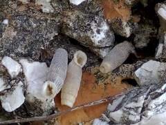 Siciliaria tiberii