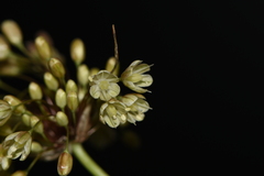 Allium longispathum