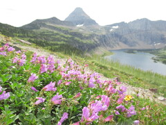 Penstemon