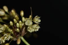 Allium longispathum