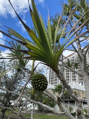 Pandanus utilis