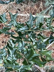 Ilex cornuta